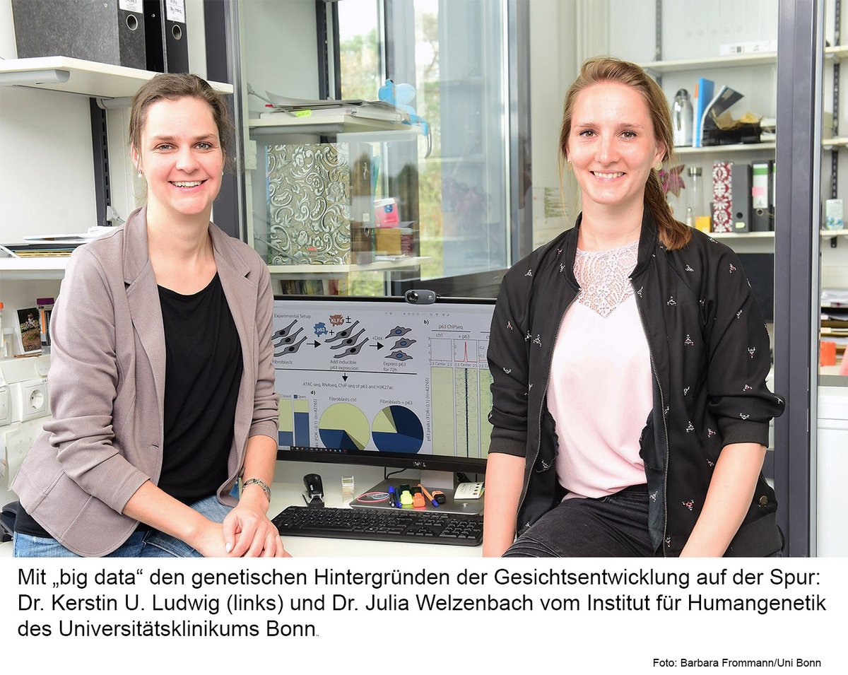 Check out a news release in German from our collaborators at Universität Bonn about our most recent paper in Science Advances looking at p63’s role in epithelial enhancer establishment at craniofacial genes