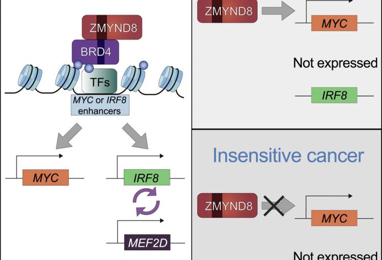 New Study uses a CRISPR-based screening approach to identify a new therapeutic target for acute myeloid leukemia. #UpennCAMB, ShiLab, PennCDB, BergerLab, PennCancer, PennEpiInst.